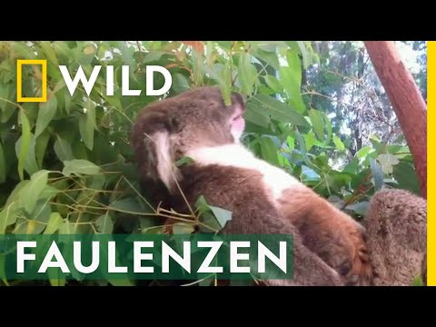 Diese Fakten über Koalas werden dich überraschen! | Freaky Juni