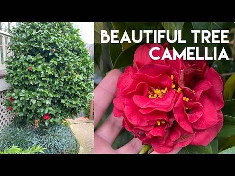 Topiary Tree Formed Camellia