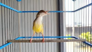 Download lagu SUARA CIBLEK SEMI JANTAN UNTUK PANCINGAN EMOSI CIBLEK OMBYOKAN SUPAYA NYAUT‼️ mp3 Download lagu SUARA CIBLEK SEMI JANTAN UNTUK PANCINGAN EMOSI CIBLEK OMBYOKAN SUPAYA NYAUT‼️ mp3