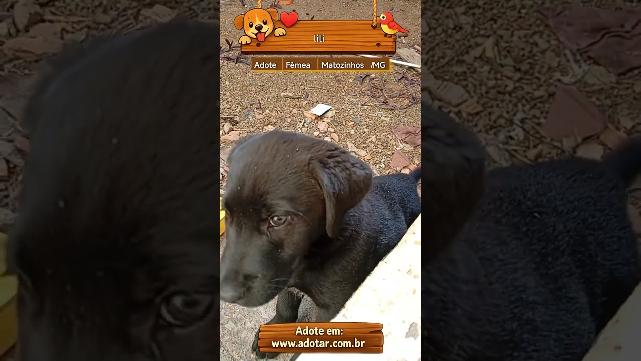 Cachorro raça Labrador idade Abaixo de 2 meses nome lili