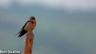 preview picture of video 'Birding Ecuador: La Segua Marsh is full of birds!'