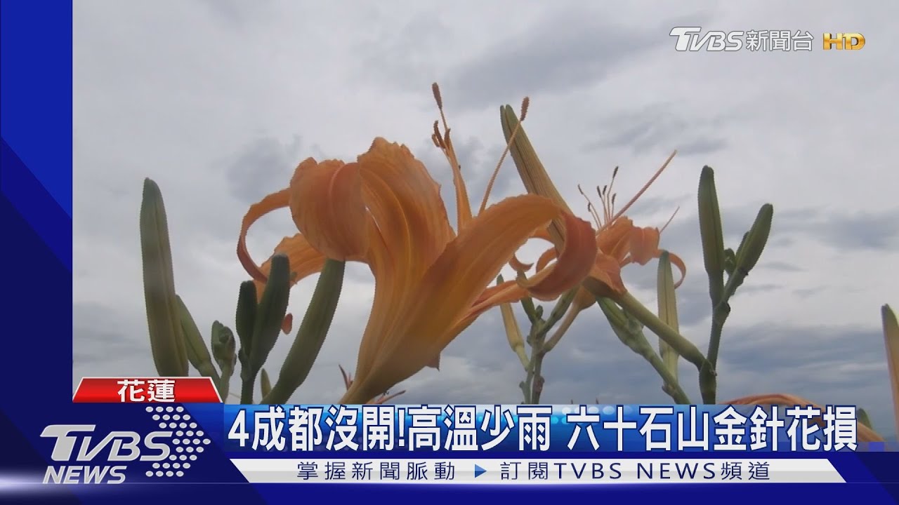 4成都沒開!高溫少雨 六十石山金針花損