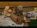 Cheetah Cub And Puppy Playtime