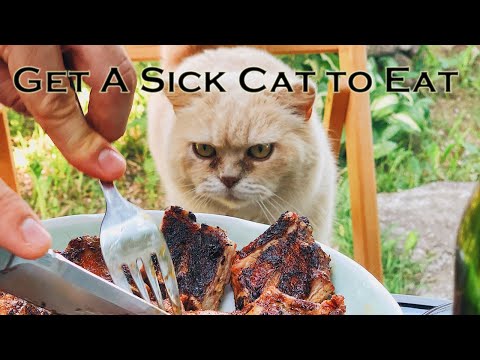How to Get A Sick Cat to Eat 🐱 - How can I stimulate my cat's appetite?