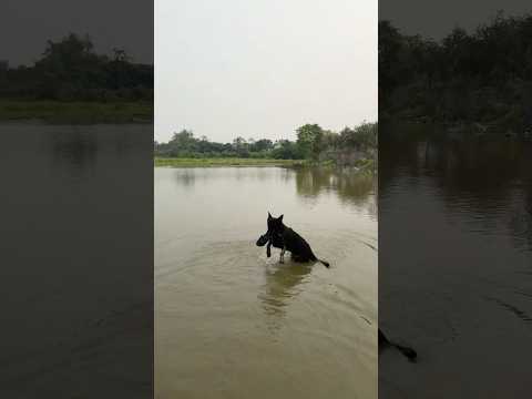 Crying Baby Loses Sandals in the River – Hero Dog Brings Them Back ❤️#pets #dog #lovedog