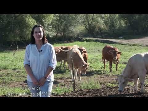 Rubia Gallega best cattle breed