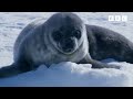 How Does A Seal Pup Learn To Swim Exploring Andy S Baby Animals Andy S Amazing Adventures