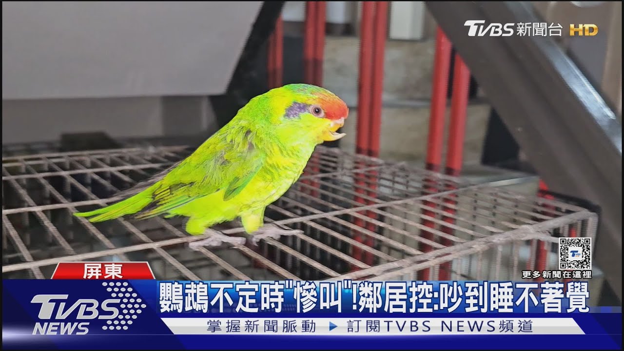 「吵」到崩潰!10對鸚鵡慘叫擾民 鄰怨:得看精神科