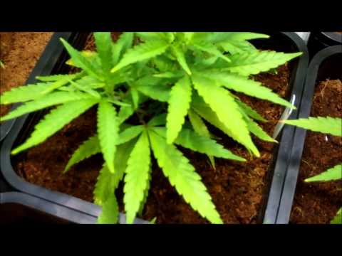 Grow#3 ep2 "We Be Growin"