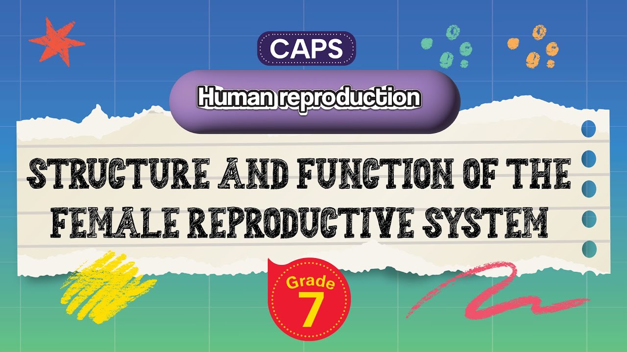 [GRADE 7] Structure and Function of the Female Reproductive System