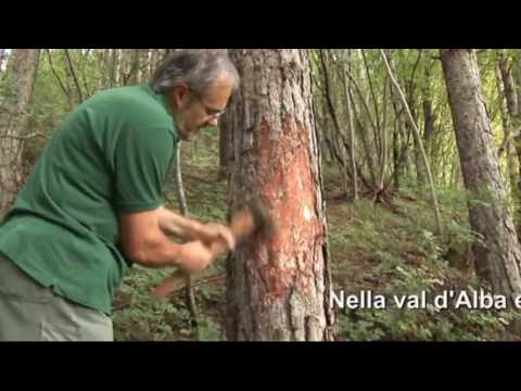 image-What is a bubblegum tree?