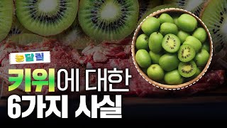 키위, 당신이 몰랐던 6가지 사실|농담짚