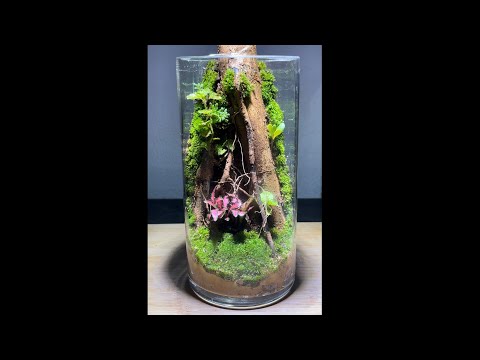 Make a miniature old tree stump terrarium from moss, clay and tree roots