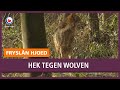 REPO: Veehouders willen 150 km lang hek om Fryslân heen om wolf te keren