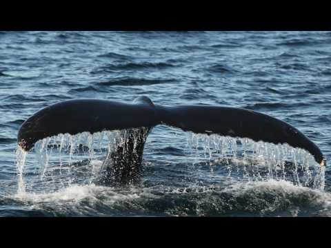 Conservation Success Stories: Great Whales