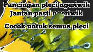 Download lagu pancingan pleci ngeriwik - jantan pasti ngeriwik denger ini mp3