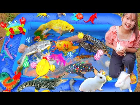 Making a Fish Tank with Sister Rabbit, Seeing Baby Rabbits and Crocodiles Eating the Garden