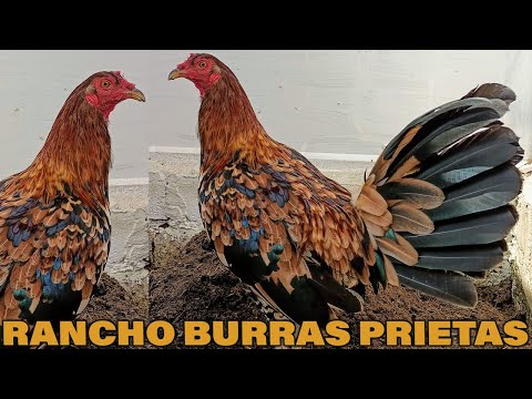 Asil Henny Black Hs Bp Rancho Burras Prietas