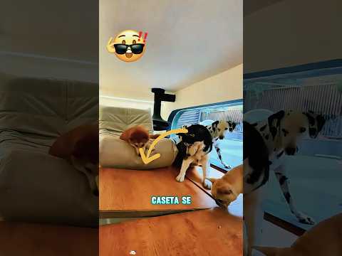 Tiene un escondite secreto en la caseta del perro#funnyshorts #pets #love #cute