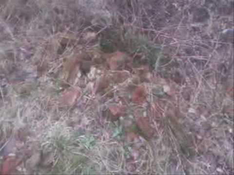 Moje Wykopki Odc  293 (S03 E93) W lesie