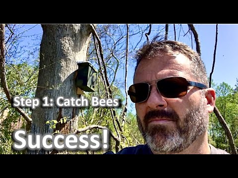 Swarm Trap STEP 1: Catch Bees Success! | Teach a Man to Fish