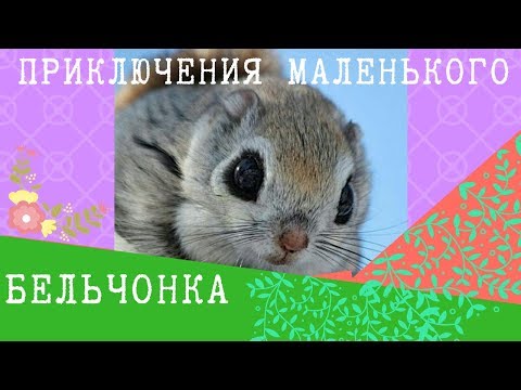 Приключения крошечной белочки. Забавные животные