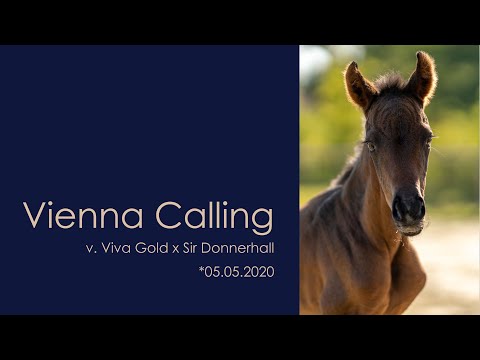 Vienna Calling – Stutfohlen von Viva Gold x Sir Donnerhall