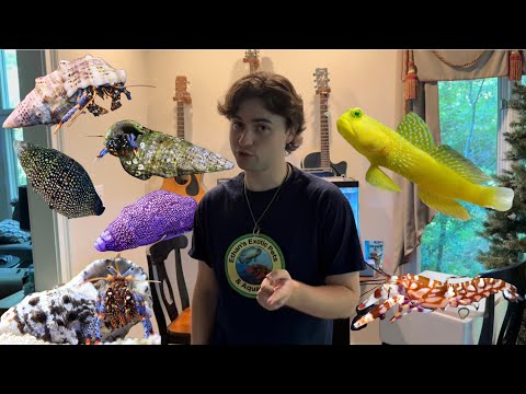 The PERFECT Small Saltwater Clean Up Crew