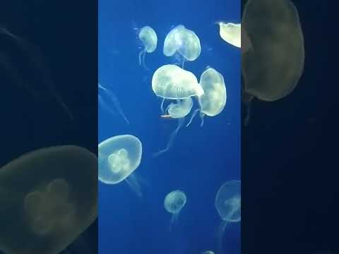 jelly fish                                                             #beats #music #halloween