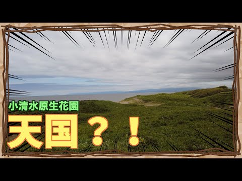 [Jardín de flores silvestres de Koshimizu] Una vista celestial ~Jardín de flores silvestres de Koshimizu~