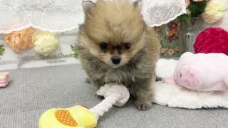 ポメラニアンの動画01