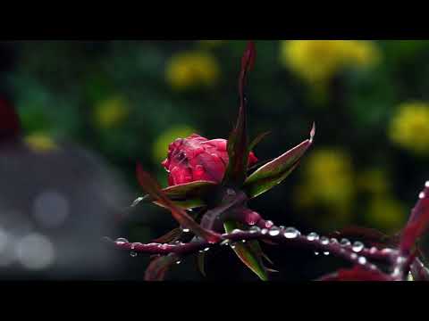 John Wheeler - You Were Never Born: A Means to Approach Direct, Non-Conceptual Recognition Audiobook