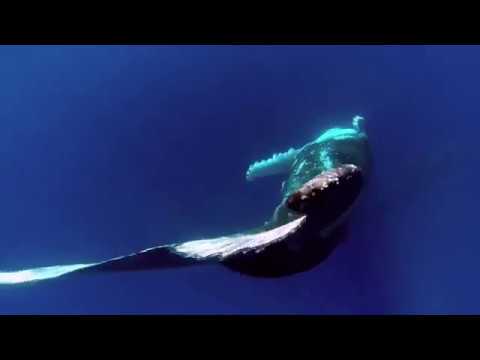 ♫  Straight to the Stars   ATB feat Sean Ryan