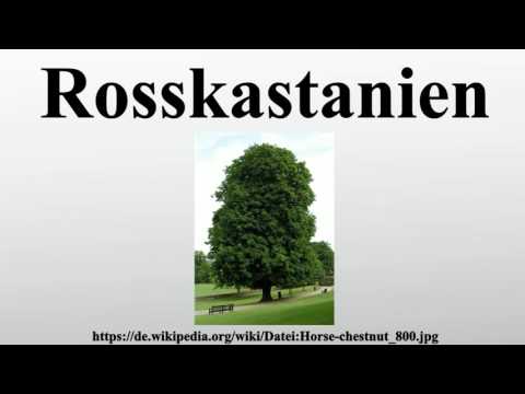 Stoßwellentherapie der Prostata-Adenom Prostata-Schmerzen
