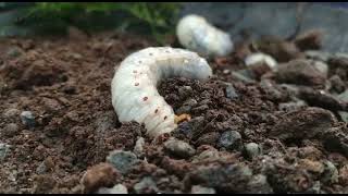 White Grub, Life Cycle & How to control them...?