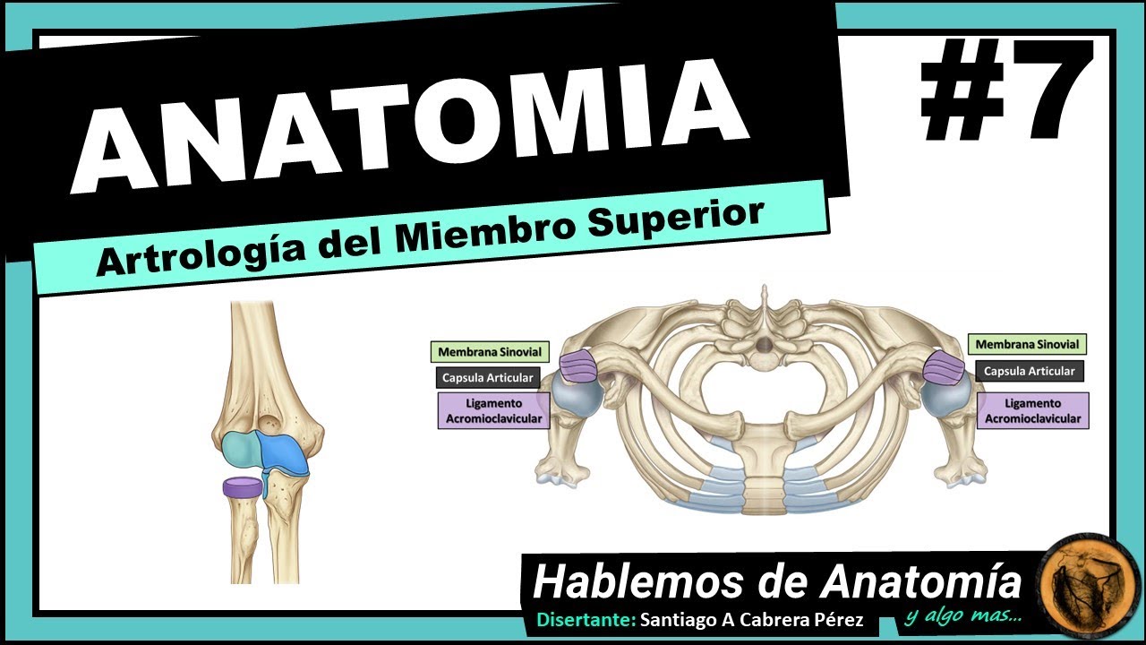 🔴 #7 👉 ANATOMÍA 🟩 ARTROLOGIA DEL MIEMBRO SUPERIOR 🟪 (1ra PARTE) 🟥