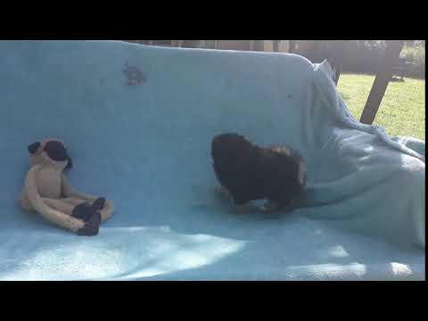 Black with tan Teddy Bear Pomeranian Puppy Male