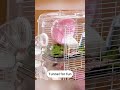 All In 1 Hideout House Exercise Silent Wheel Platform Accessories Hamster Cage China Manufacturer