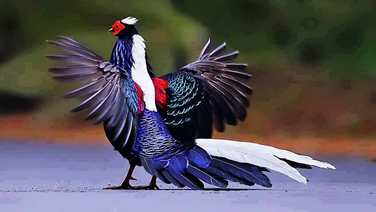 10 Most Beautiful Pheasants In The World