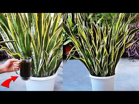 STOP KILLING - My COMPLETE Snake Plant CARE GUIDE For Beginners!