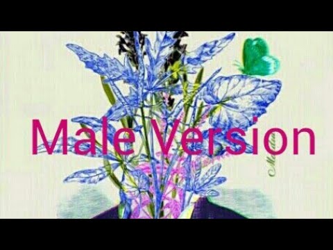 Bella Angel ft.Stefan - Falsas Palavras (Male Version)