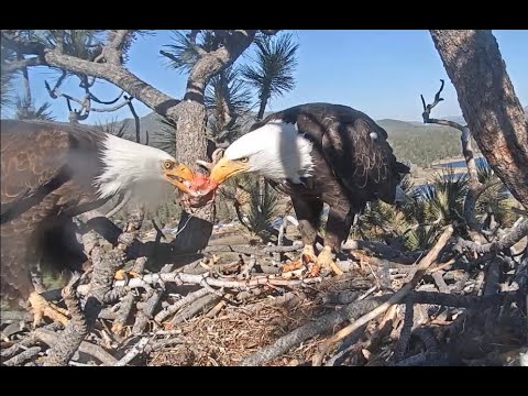 4-23-2020 Food Fight! Another Tug O Fish🐟 ~🦅 Big Bear Eagles
