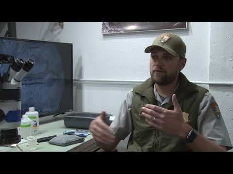 Fossilized frog fragments from late Triassic period discovered in Northern Arizona | Cronkite News