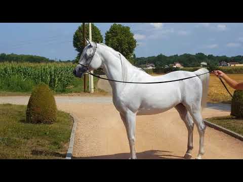 SHAWAN DU KLINTZ (AL LAHAB )/ YEL'S ARABIANS