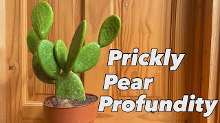 Opuntia PRICKLY PEAR Care ~ Charismatic Cacti