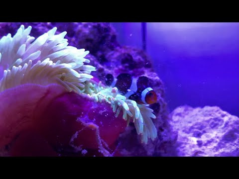 The Relationship | baby Ocellaris Clownfish Pair and Green Bubble Tip Anemone - A1A Adventures