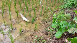 Download lagu Bird Hunting Skill Bird Trap of catching bird  bird trap video Bok pakhir fad mp3