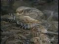 Jah Wobble & Bill Laswell - 6th Chamber