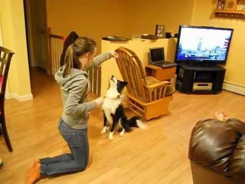 Border Collie Tricks - Annabel
