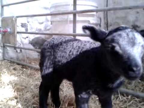Cute, cute lamb